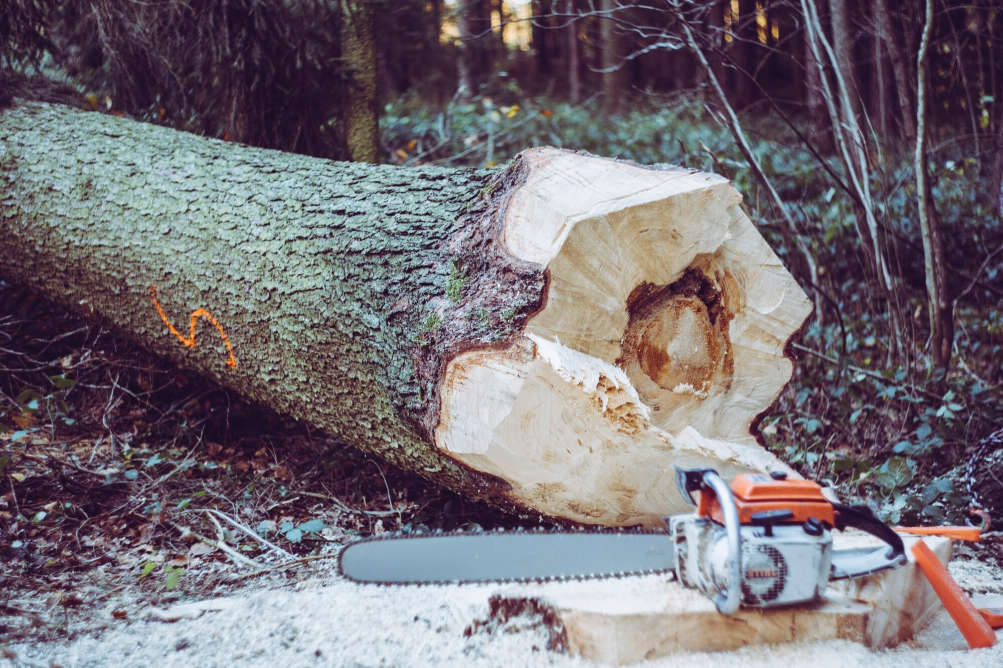 Visual of a tree cut down with a chainsaw